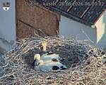 Capi_Dubne_20260628_060002.jpg