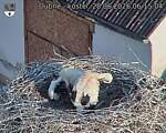 Capi_Dubne_20260628_061504.jpg