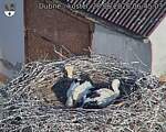 Capi_Dubne_20260628_064503.jpg