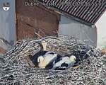 Capi_Dubne_20260628_065503.jpg