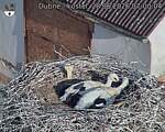 Capi_Dubne_20260628_070004.jpg