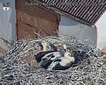 Capi_Dubne_20260628_070504.jpg