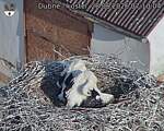 Capi_Dubne_20260628_071004.jpg