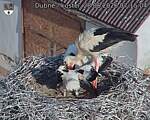 Capi_Dubne_20260628_071504.jpg