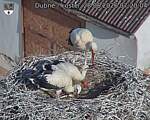 Capi_Dubne_20260628_072004.jpg