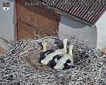 Capi_Dubne_20260628_073003.jpg