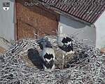 Capi_Dubne_20260628_073504.jpg