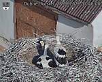 Capi_Dubne_20260628_074004.jpg