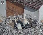 Capi_Dubne_20260628_074504.jpg