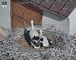 Capi_Dubne_20260628_080004.jpg