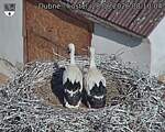 Capi_Dubne_20260628_081004.jpg