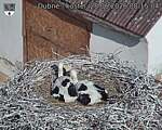 Capi_Dubne_20260628_081504.jpg