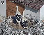 Capi_Dubne_20260628_082004.jpg