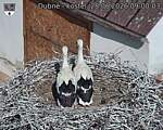 Capi_Dubne_20260628_090003.jpg
