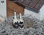 Capi_Dubne_20260628_092004.jpg