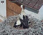 Capi_Dubne_20260628_095003.jpg