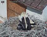 Capi_Dubne_20260628_100504.jpg