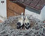 Capi_Dubne_20260628_101502.jpg