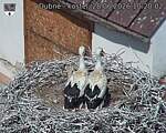 Capi_Dubne_20260628_102002.jpg