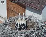 Capi_Dubne_20260628_103504.jpg