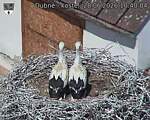Capi_Dubne_20260628_104004.jpg