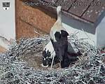 Capi_Dubne_20260628_110531.jpg