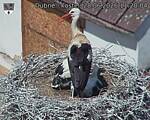 Capi_Dubne_20260628_112004.jpg