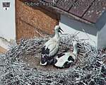 Capi_Dubne_20260628_113004.jpg