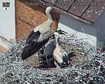 Capi_Dubne_20260628_120002.jpg