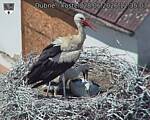 Capi_Dubne_20260628_123503.jpg