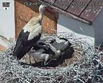 Capi_Dubne_20260628_124504.jpg