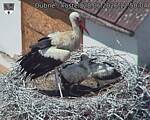 Capi_Dubne_20260628_125004.jpg