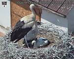 Capi_Dubne_20260628_131003.jpg