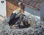 Capi_Dubne_20260628_131502.jpg