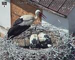 Capi_Dubne_20260628_133504.jpg