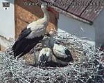 Capi_Dubne_20260628_134002.jpg