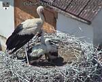 Capi_Dubne_20260628_140004.jpg