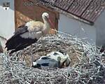 Capi_Dubne_20260628_142004.jpg