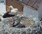 Capi_Dubne_20260628_143003.jpg