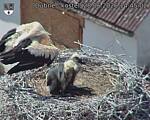 Capi_Dubne_20260628_144502.jpg