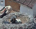 Capi_Dubne_20260628_145002.jpg