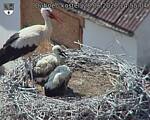 Capi_Dubne_20260628_145504.jpg