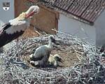 Capi_Dubne_20260628_150002.jpg