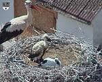 Capi_Dubne_20260628_150502.jpg