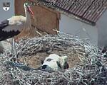 Capi_Dubne_20260628_151004.jpg