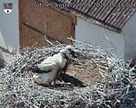Capi_Dubne_20260628_151502.jpg