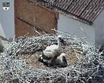 Capi_Dubne_20260628_152003.jpg