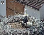Capi_Dubne_20260628_154504.jpg