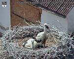 Capi_Dubne_20260628_155004.jpg