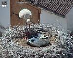 Capi_Dubne_20260628_155502.jpg